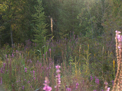 Purple loosestrife is thriving in the hydric environment associated with the springs feeding the North Tributary. Picture taken August 7, 2012 by Kim Zippel.